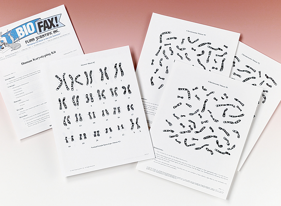 Karyotype Lab Report Research Paper Example August 2019