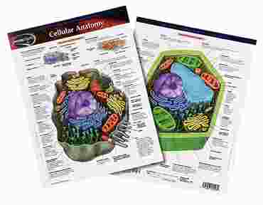 Plant and Animal Cell Anatomy Chart for Biology and Life Science