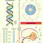 Genetic Code Poster for Biology and Life Science