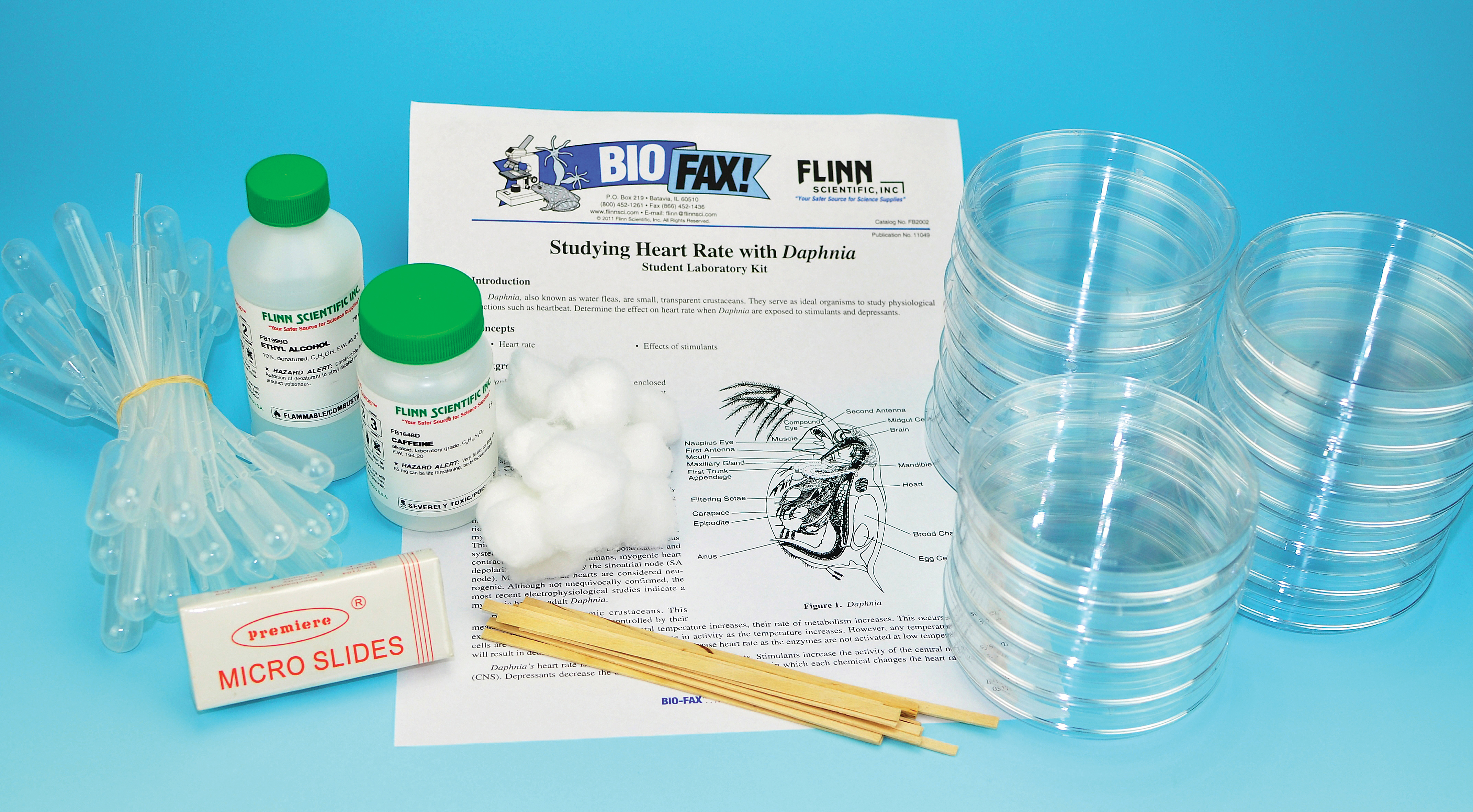 How to culture daphnia in a jar picture