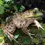 Live Bullfrog Tadpoles, Pkg. of 6
