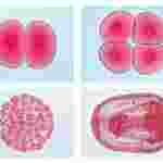 Embryology Slide Sets