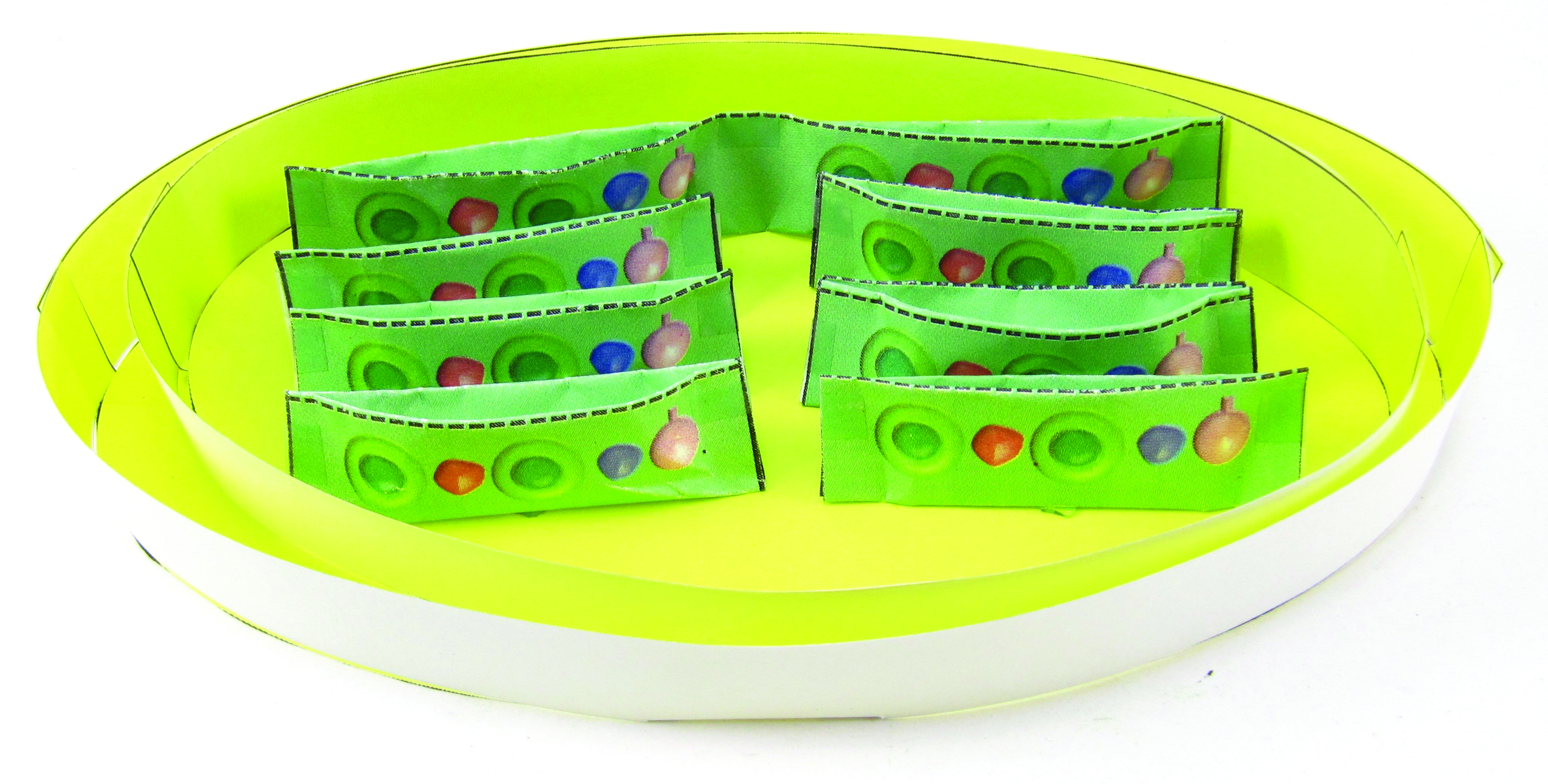 Chloroplasts 3-D Model Kit