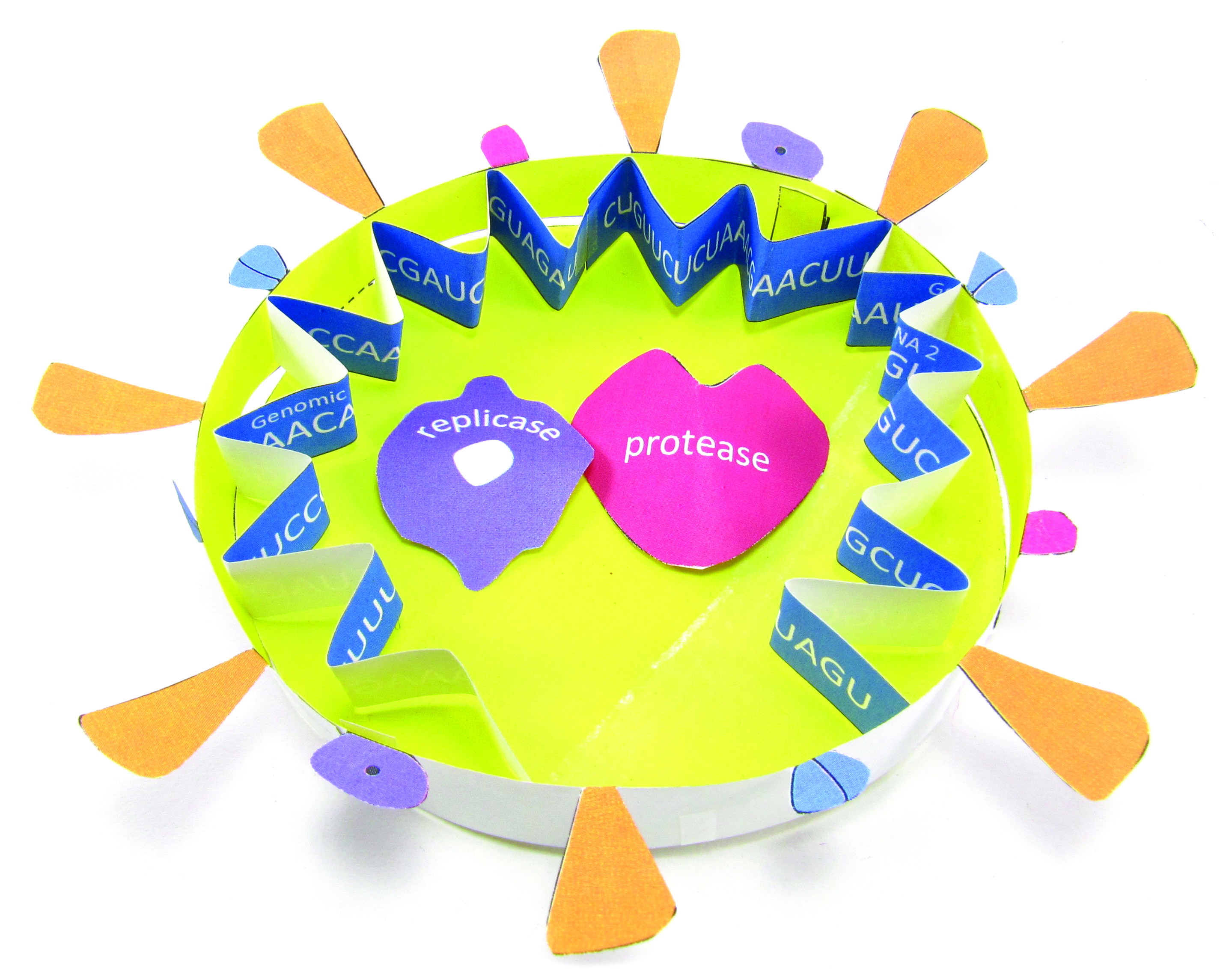 Coronavirus COVID-19 Structure 3-D Model Kit