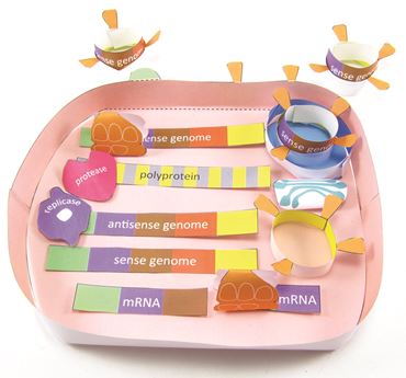 Coronavirus Cycle 3-D Model Kit
