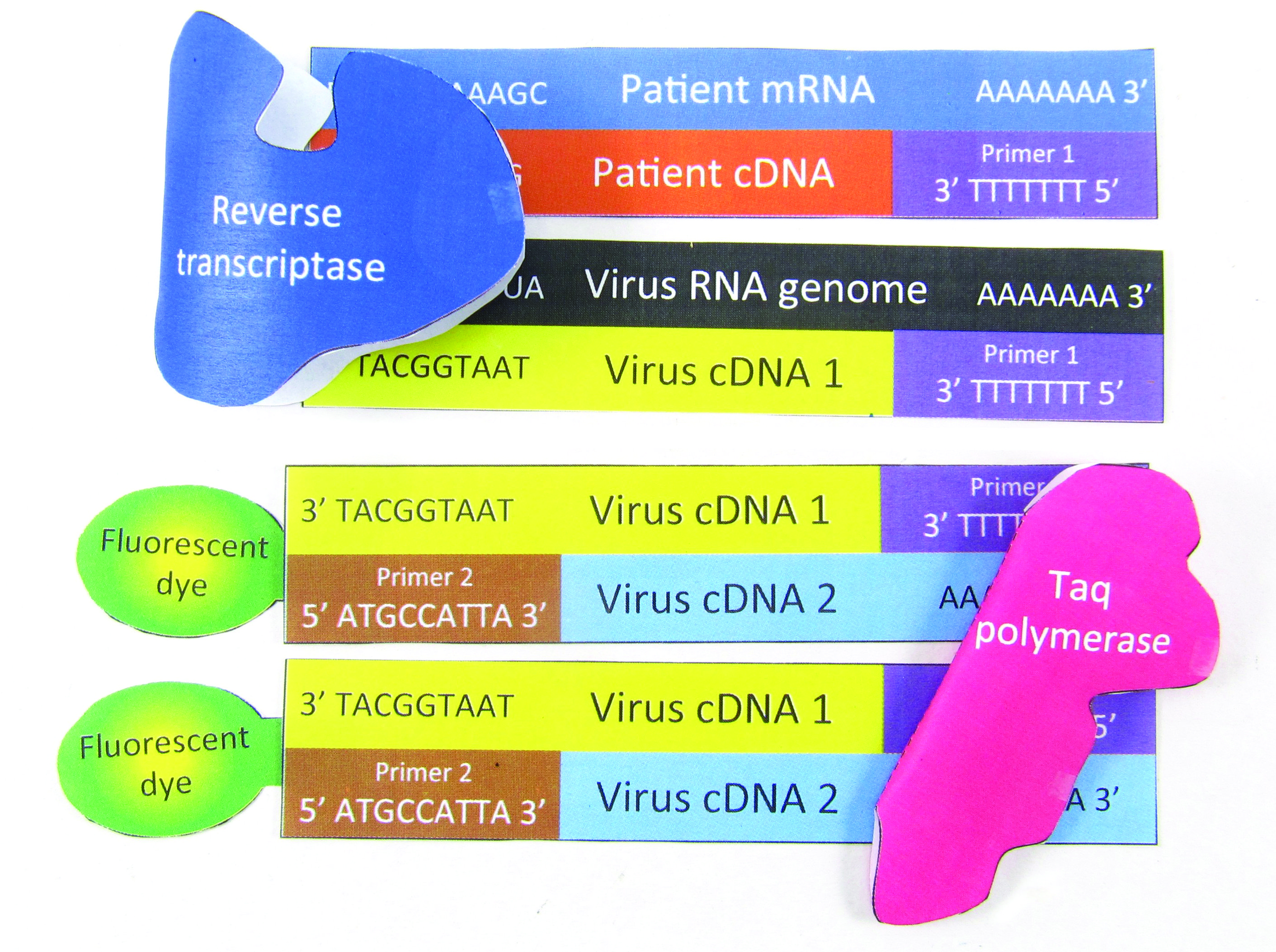 Coronavirus DNA Test 3-D Model Kit
