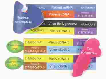 Coronavirus DNA Test 3-D Model Kit