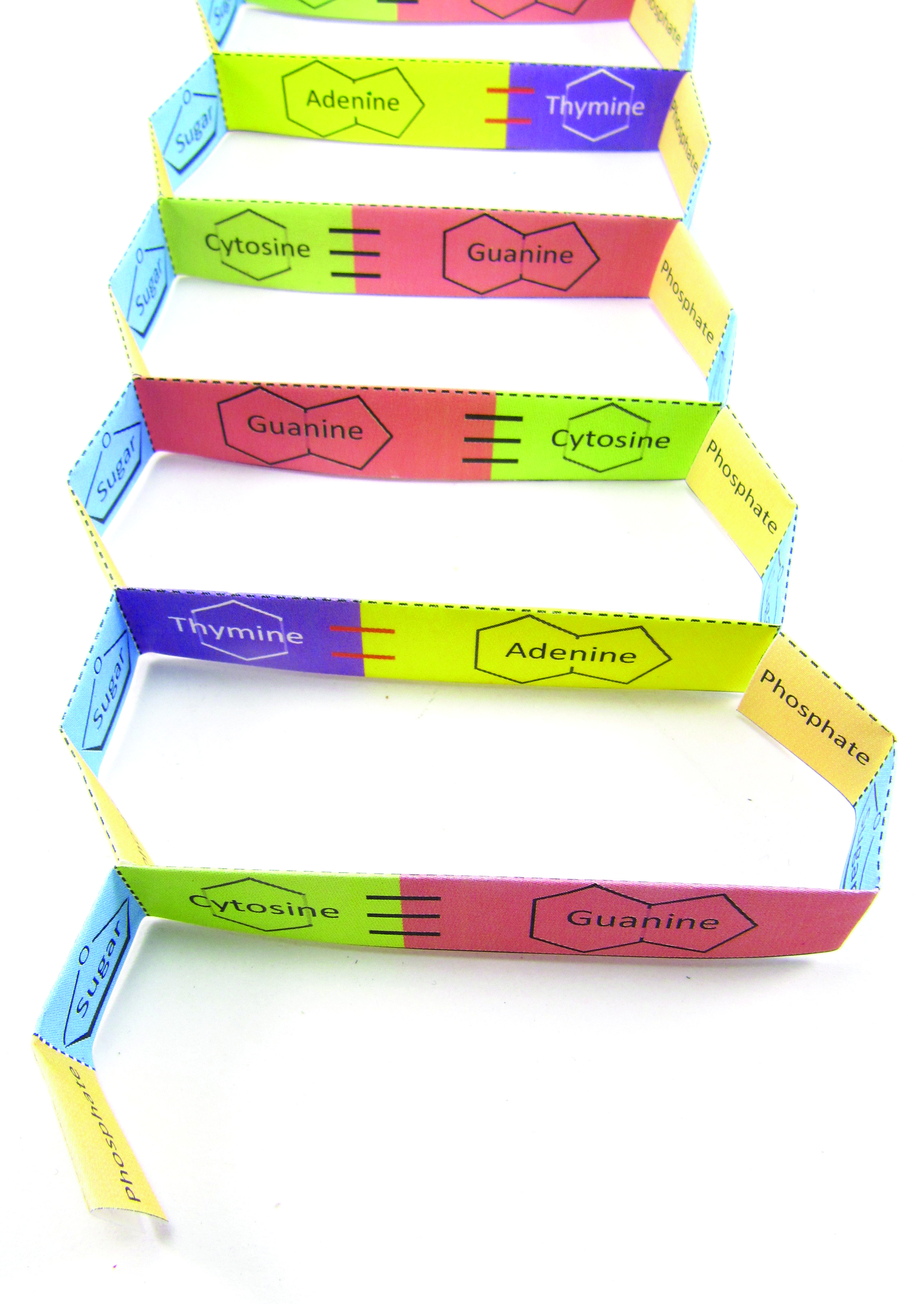 DNA structure 3-D Model Kit