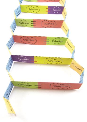 DNA structure 3-D Model Kit