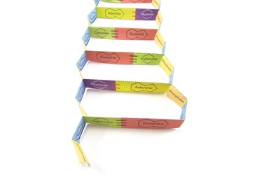 DNA structure 3-D Model Kit
