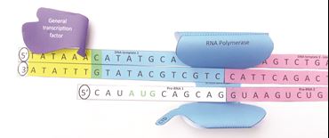 Transcription—NewPath Science 3-D Model Kit