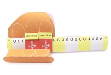 Translation & Protein Synthesis—NewPath Science 3-D Model Kit