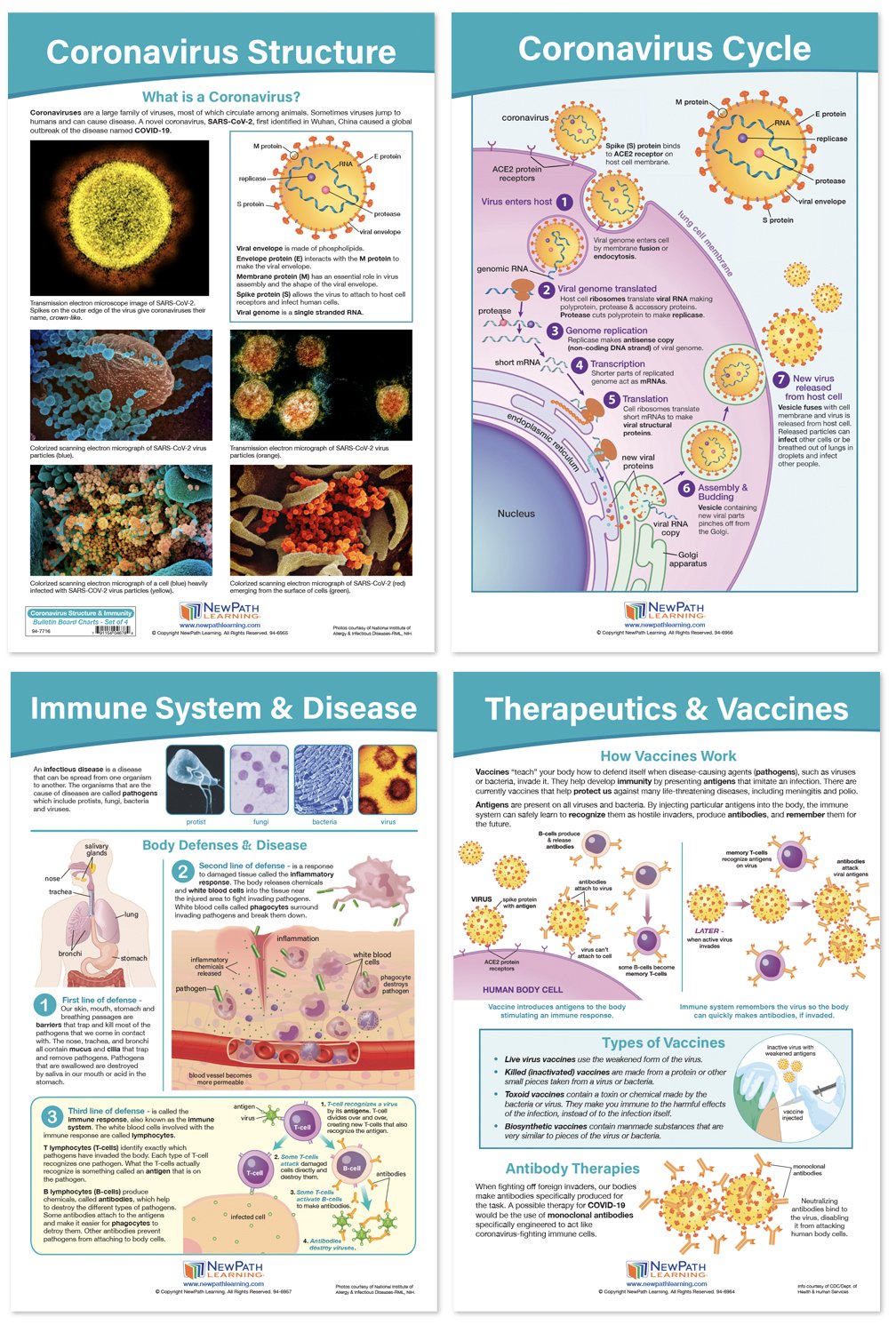 Coronavirus - Structure and Immunity Bulletin Board Chart Set of 4