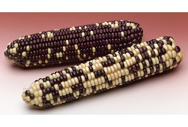 Corn Segregrating Ears, 3 Purple to 1 White