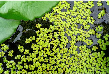 FlinnPREP Inquiry Labs for AP® Environmental Science: Duckweed Population Study