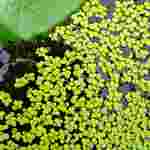 FlinnPREP Inquiry Labs for AP® Environmental Science: Duckweed Population Study
