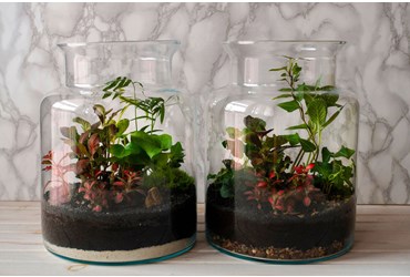 FlinnPREP Inquiry Labs for AP® Environmental Science: Microhabitat in a Bottle