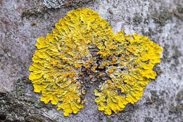 FlinnPREP Inquiry Labs for AP® Environmental Science: Environmental Pollution and Lichens