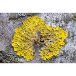 FlinnPREP Inquiry Labs for AP® Environmental Science: Environmental Pollution and Lichens