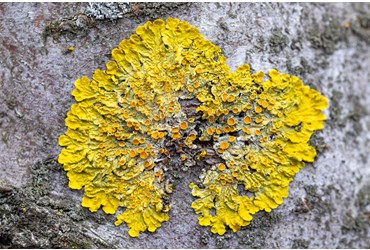 FlinnPREP Inquiry Labs for AP® Environmental Science: Environmental Pollution and Lichens