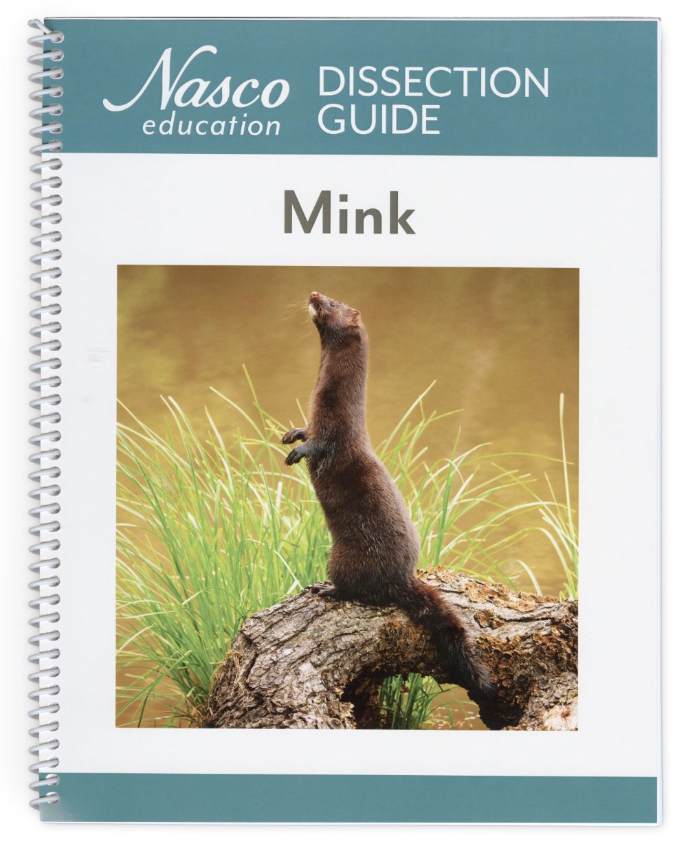 Mink Dissection Guide Flinn Scientific