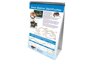 Owl and Owl Pellet—NewPath Learning Flip Chart Set