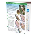 Owl Pellet Dissection & Prey Identification—NewPath Visual Learning Guide