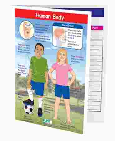 Human Body—NewPath Visual Learning Guide