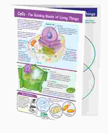 The Building Blocks of Living Things—NewPath Visual Learning Guide