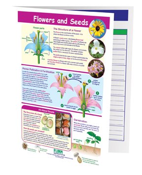 Flowers & Seeds—NewPath Visual Learning Guide