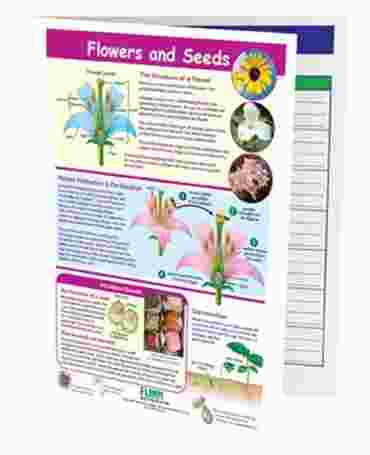 Flowers & Seeds—NewPath Visual Learning Guide