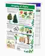 Grouping of Plants—NewPath Visual Learning Guide