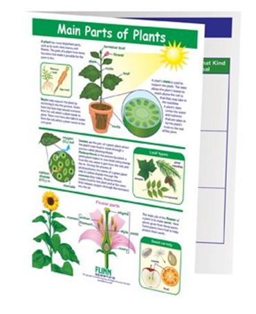 Main Parts of Plants—NewPath Visual Learning Guide