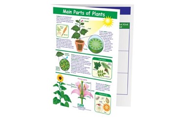 Main Parts of Plants—NewPath Visual Learning Guide