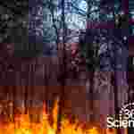 360Storylines - Forest Fires, 1-Year Access