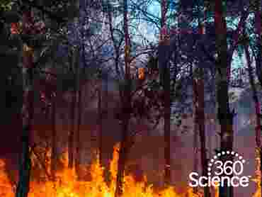 360Storylines - Forest Fires, 1-Year Access