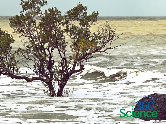 360Storylines - Rising Sea Levels, 1-Year Access