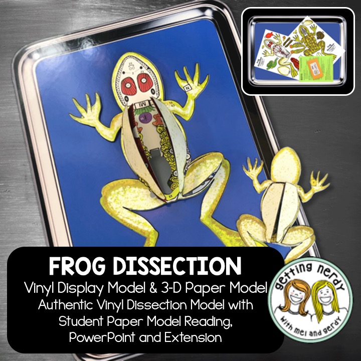 Getting Nerdy® Science—Scienstructable 3D Dissection Frog Vinyl Model