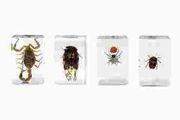 3D Bug Specimen Kit #1