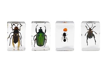 3D Bug Specimen Kit #1