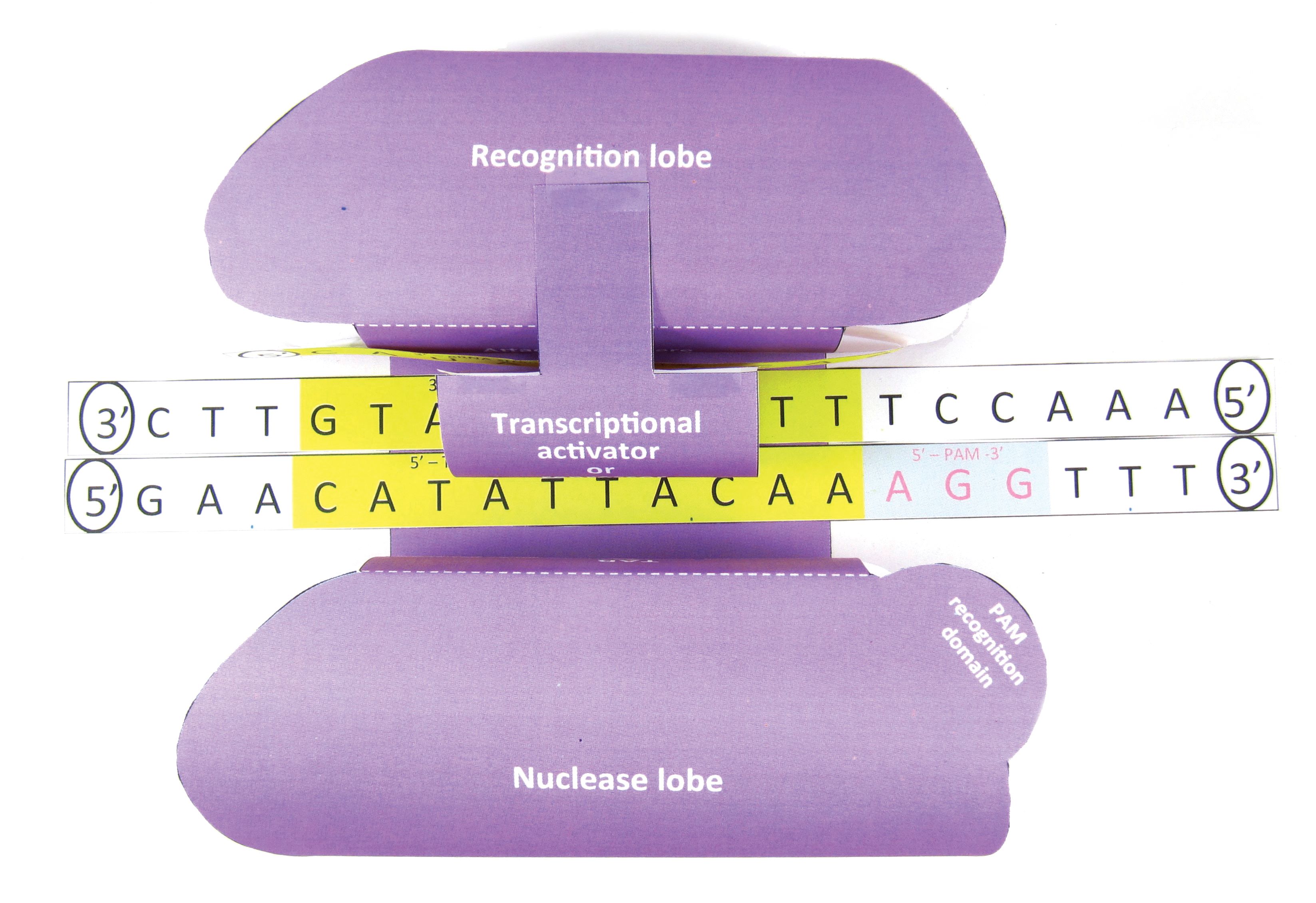 CRISPR—NewPath 3-D Model Kit