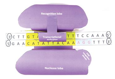 CRISPR—NewPath 3-D Model Kit