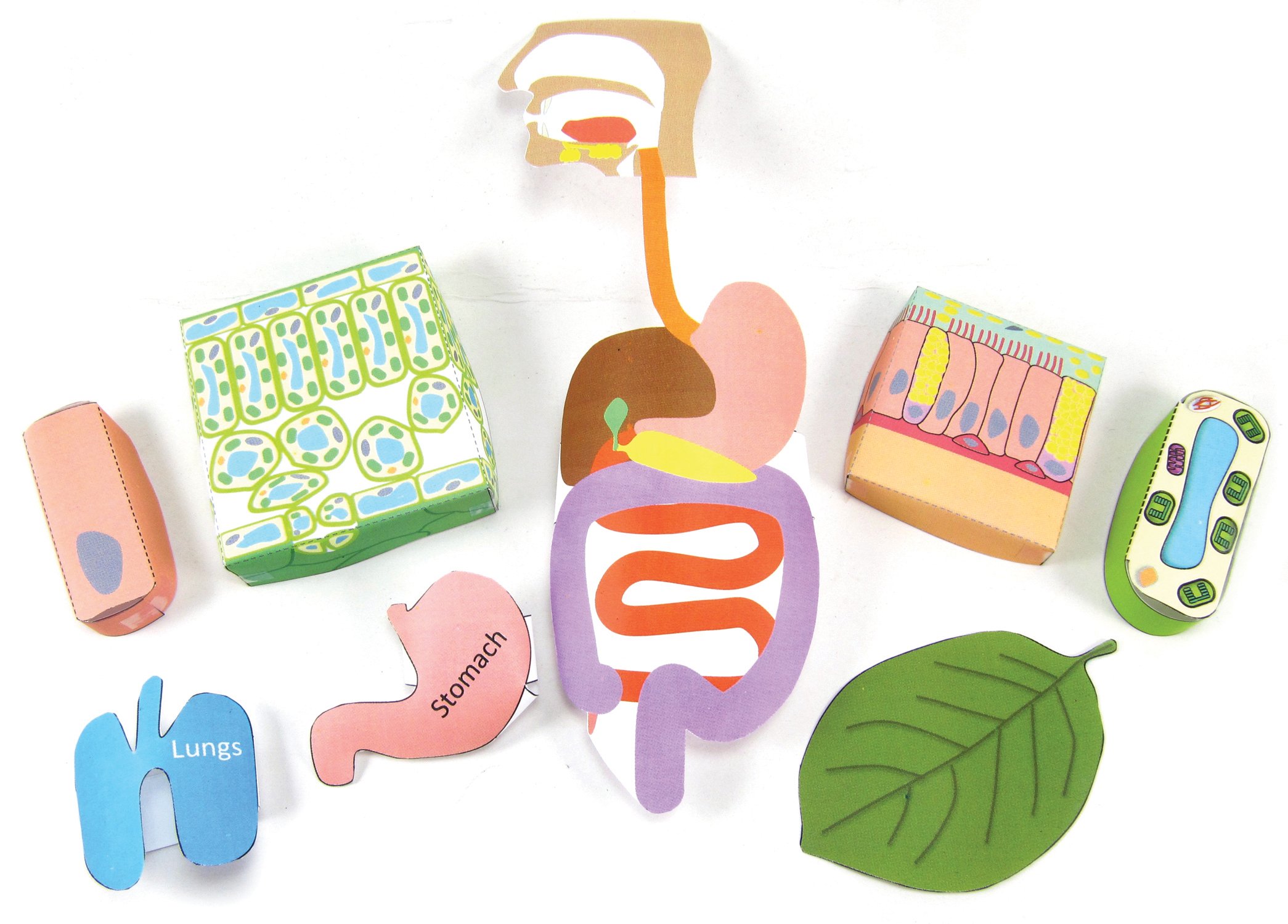 Cell Organization—NewPath 3-D Model Kit