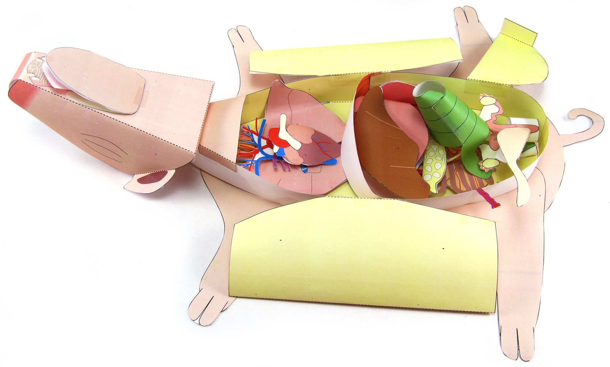 Fetal Pig Dissection—NewPath 3-D Model Kit