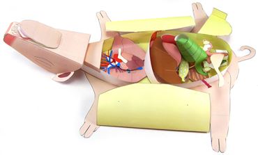 Fetal Pig Dissection—NewPath 3-D Model Kit