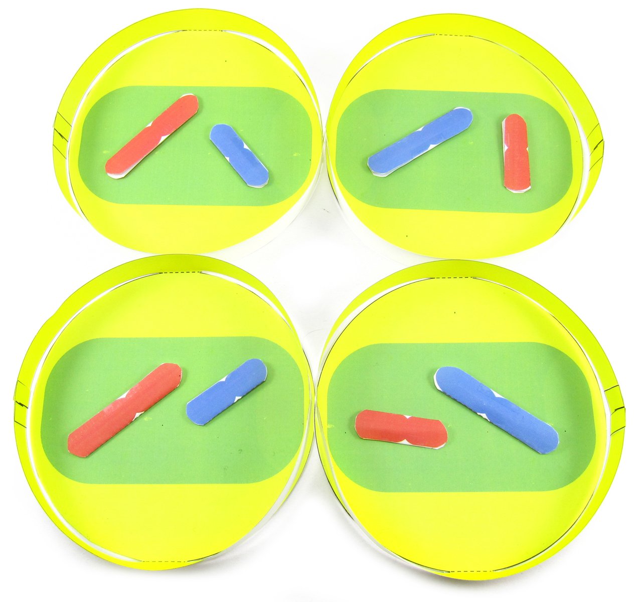 Meiosis—NewPath 3-D Model Kit