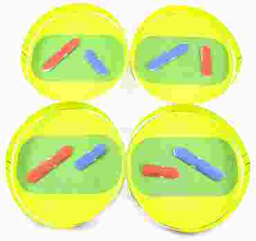 Meiosis—NewPath 3-D Model Kit