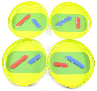 Meiosis—NewPath 3-D Model Kit