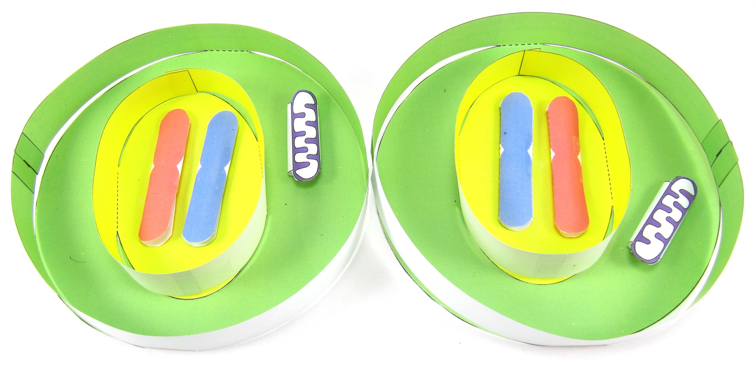 Cell Cycle & Mitosis—NewPath 3-D Model Kit