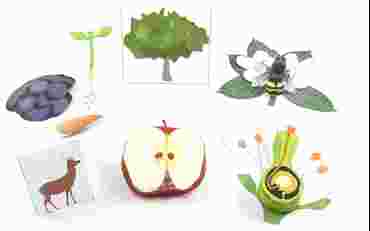 Plant Life Cycle—NewPath 3-D Model Kit